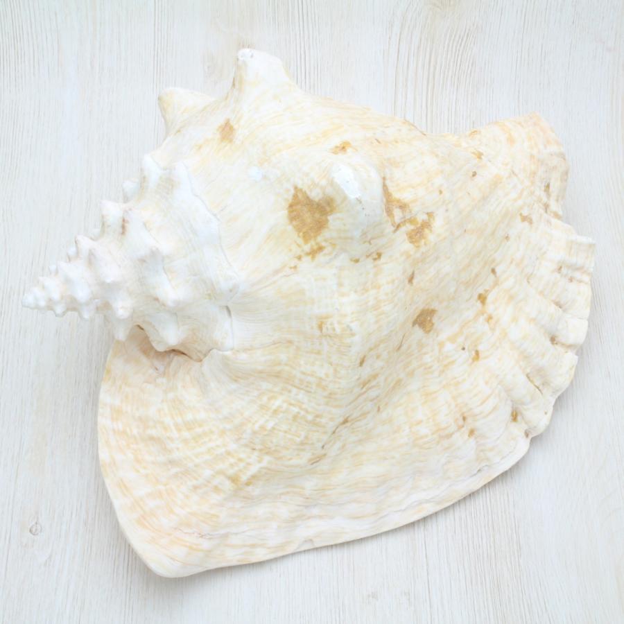ピンクガイ（コンク貝） Mサイズ 貝殻 約21〜25cm インテリア 標本
