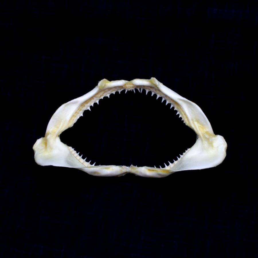 サメの顎（メジロザメ科）顎骨標本 Sサイズ お土産 ディスプレイ