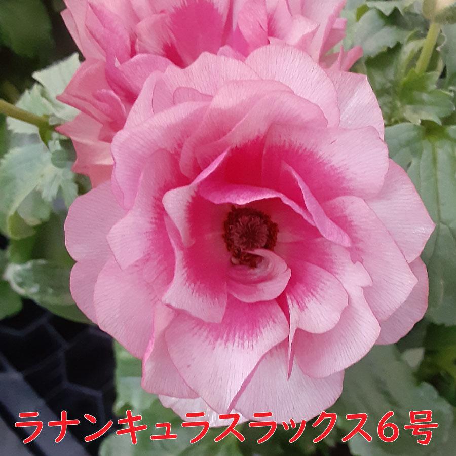 吉本花城園 ラナンキュラス ラックス 6号鉢 ジュピター サティロス