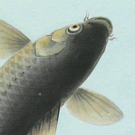 絵画 日本画 跳鯉 （塚下静庵） 【肉筆】【日本画】【鯉】【3・4号