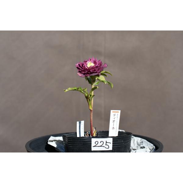 クリスマスローズ開花株 DDディオーネ多弁咲きパープルレッドゴールド