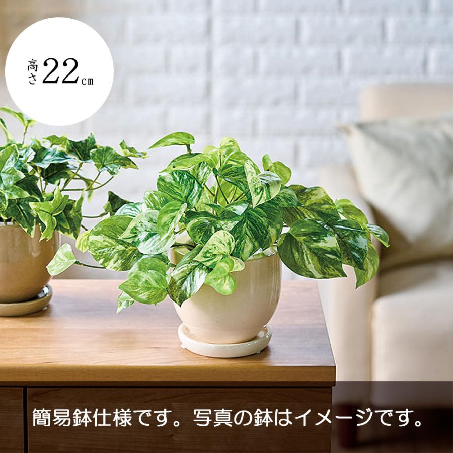 ポトス インテリアグリーン おしゃれ 人気 フェイクグリーン リアル