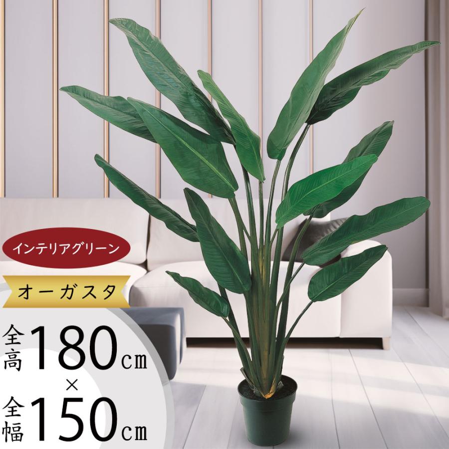 ストレリチア ストレチア 大型 観葉植物 おしゃれ 人気 インテリア