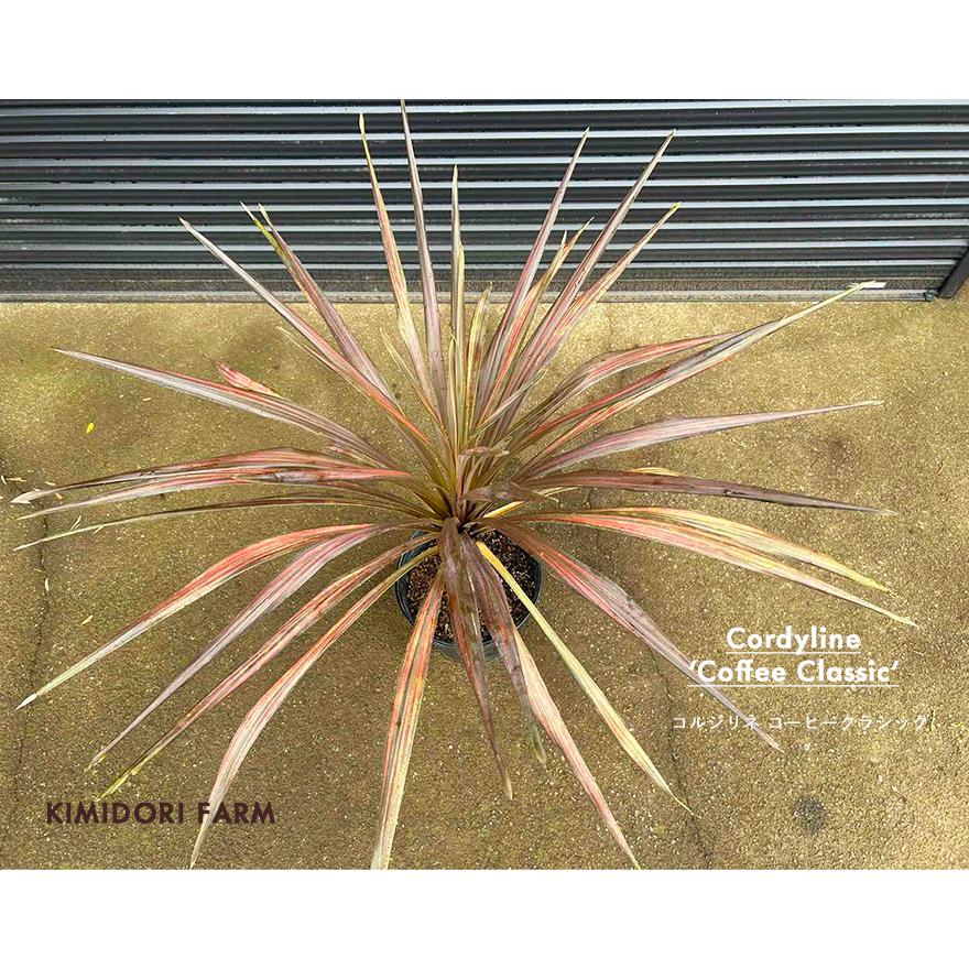 コルジリネ コーヒークラシック カラーリーフ Cordyline 'coffee