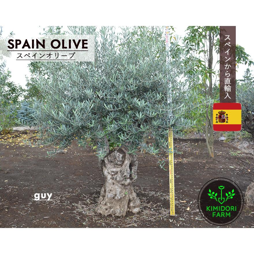 スペインオリーブ 古木 GUY シンボルツリー オリーブの木 約200cm 直輸