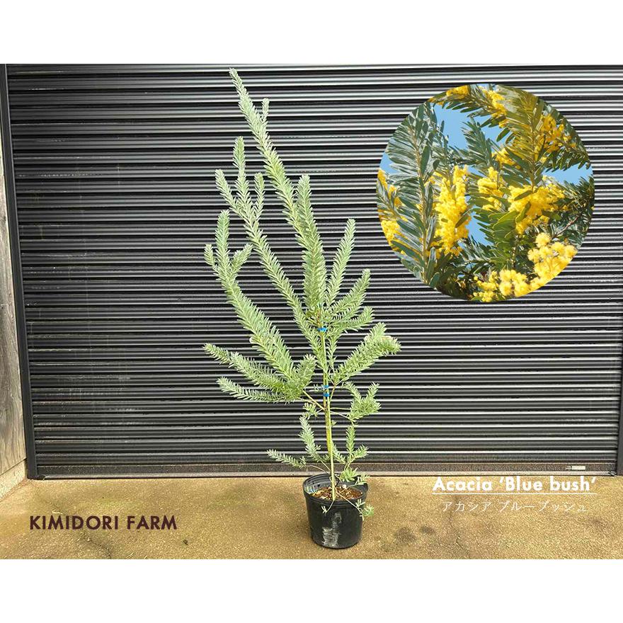 アカシア ブルーブッシュ 約120-150cm 苗 シンボルツリー 庭木