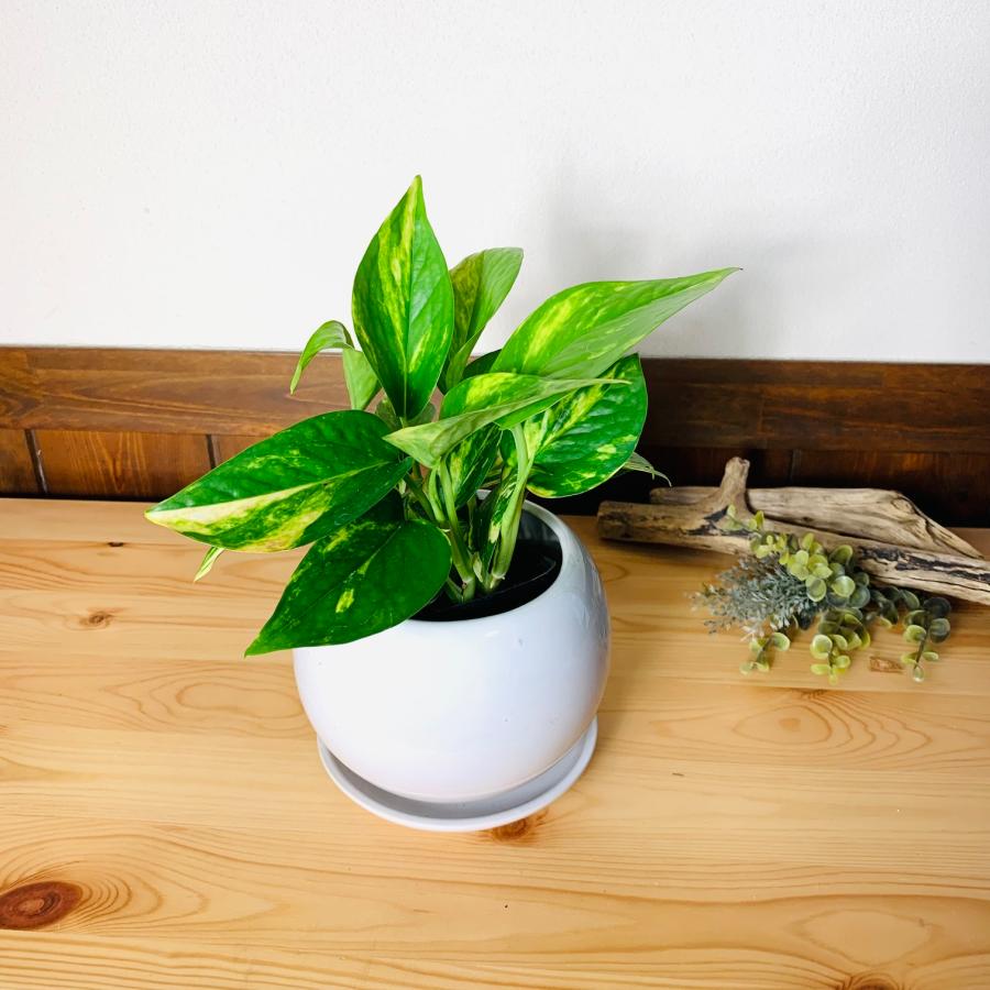 観葉植物 おしゃれ ポトス ゴールデン 4号鉢 たまご陶器鉢 受け皿付き