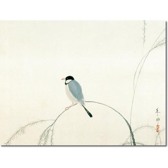 掛け軸 掛軸 文鳥(ぶんちょう) 速水御舟 尺五横 床の間 モダン 巨匠