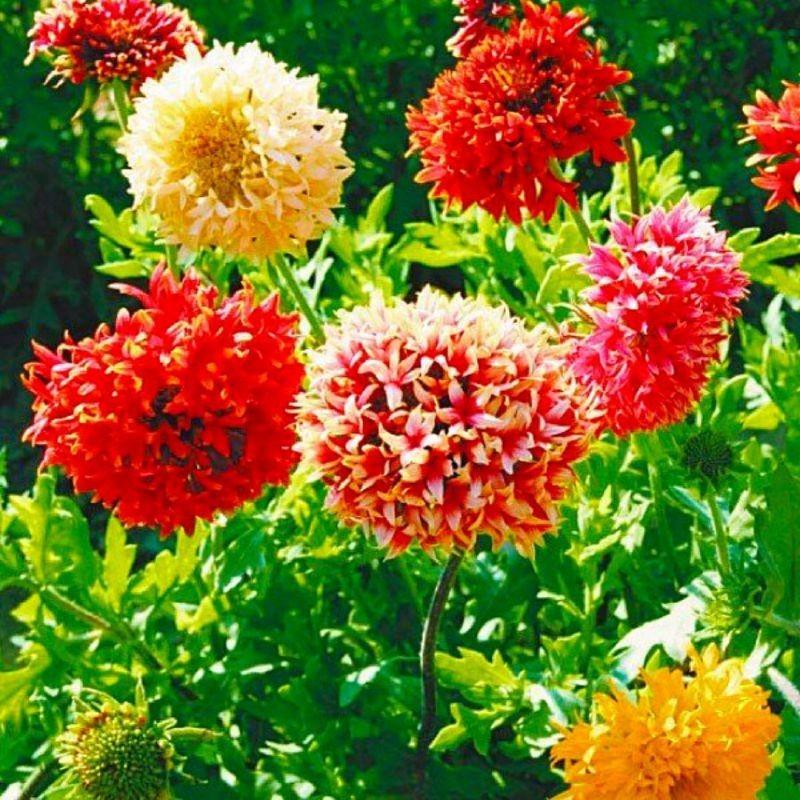 当店農場生産】ガイラルディア ラズルダズルミックス 9cmポット苗 耐寒