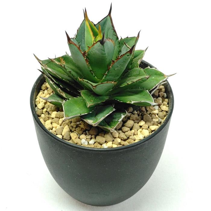 アガベ チタノタ 剣竜 剣龍 ケンリュウ リュウゼツラン科 3.5号 プラ鉢