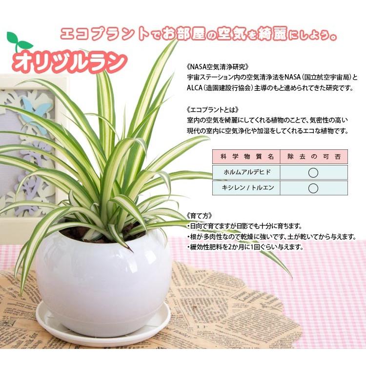 オリヅルラン 空気浄化観葉植物 生花 陶器鉢 プラ鉢皿付 : 花と緑のは
