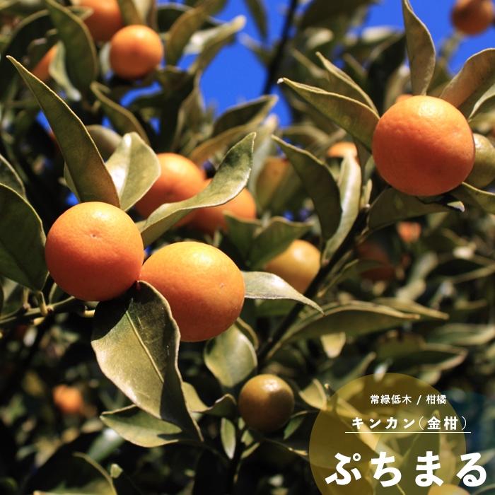 金柑 種なしきんかん キンカン 果樹 苗木 柑橘類 ぷちまる PVP 1年生