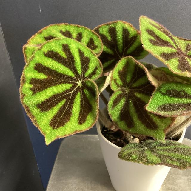 観葉植物 熱帯植物 ベゴニア マッソニアナ マクラータ 原種系