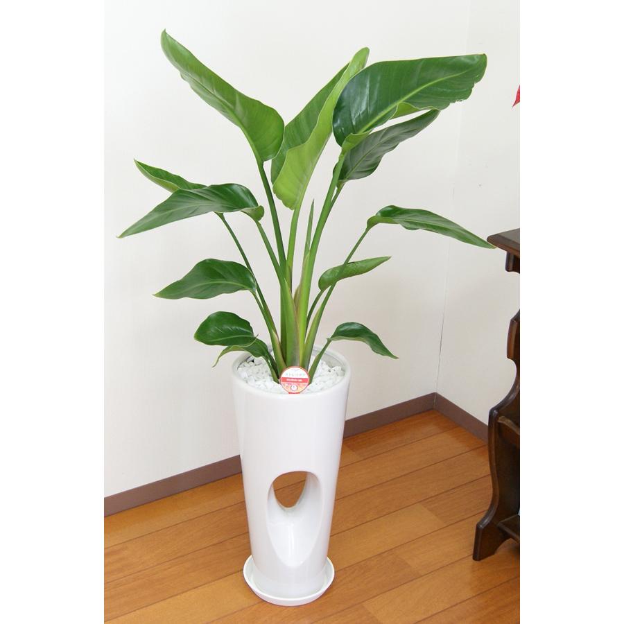 観葉植物 ストレリチア・オーガスタ 7号穴高陶器鉢 おしゃれ : 観葉