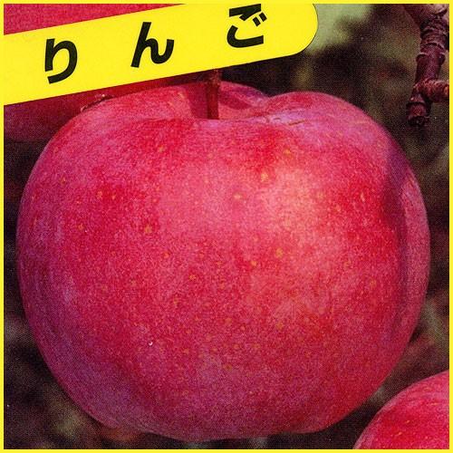 林檎（りんご）苗木 富士（ふじ）M26 : 植物・園芸専門店 花育通販