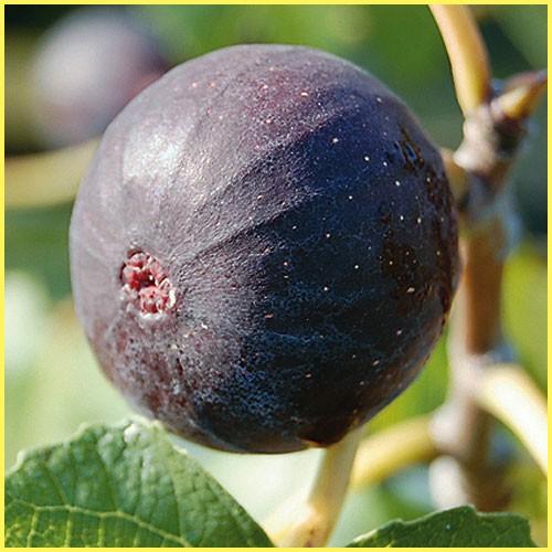 いちじく(イチジク)苗木 ビオレソリエス : 植物・園芸専門店 花育通販