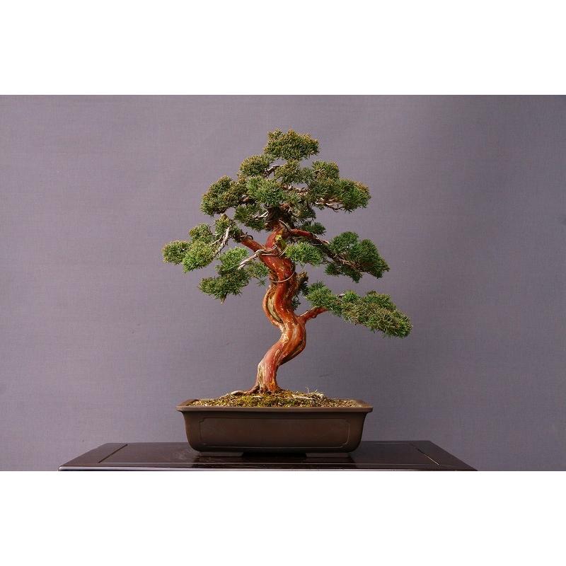 大品 山採り 一位盆栽】 ⭕足元に注目❗ 真柏… 大品 山採り 一位盆栽