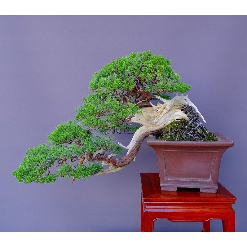 株）一樹園 山採り真柏（山秋鉢） 中品盆栽／樹齢100年 : 一樹園