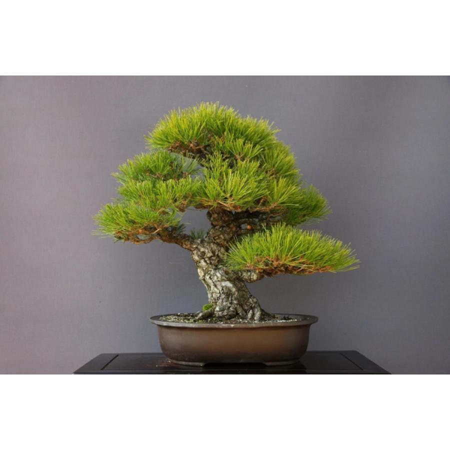 株）一樹園 赤松 大品盆栽／樹齢40年 : 一樹園 - 通販 - Yahoo