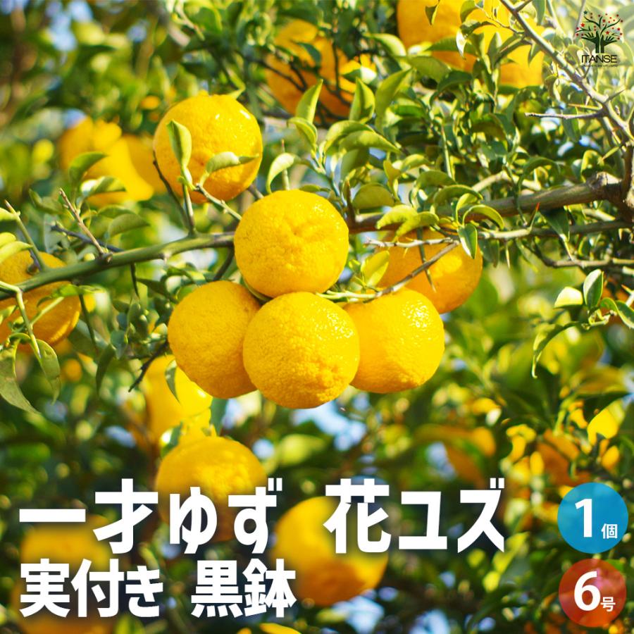 一才ゆず 花ユズ 黒鉢 果樹の苗木 6号/1個売り 花柚子 ハナユズ 一才