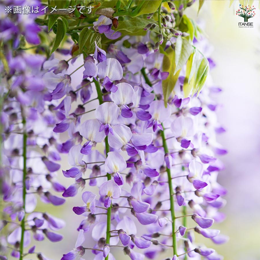 一才藤 花木苗 5号/1個売り 花藤 いっさいふじ 初心者向け 育てやすい