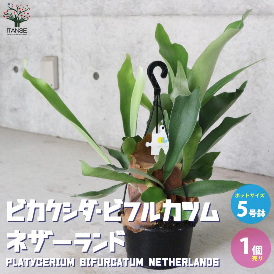 ITANSE ビカクシダ(コウモリラン) ：ビフルカツム・ネザーランド 観葉