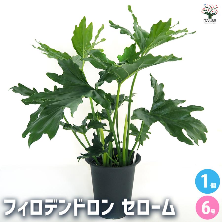 フィロデンドロン セローム 観葉植物 6号/1個売り フィロデン リビング