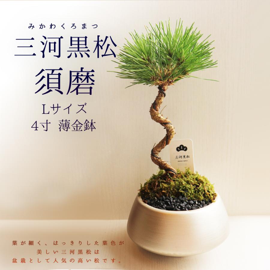 ITANSE 盆栽 三河黒松 須磨L 四寸 1個売り 送料無料 イタンセ公式