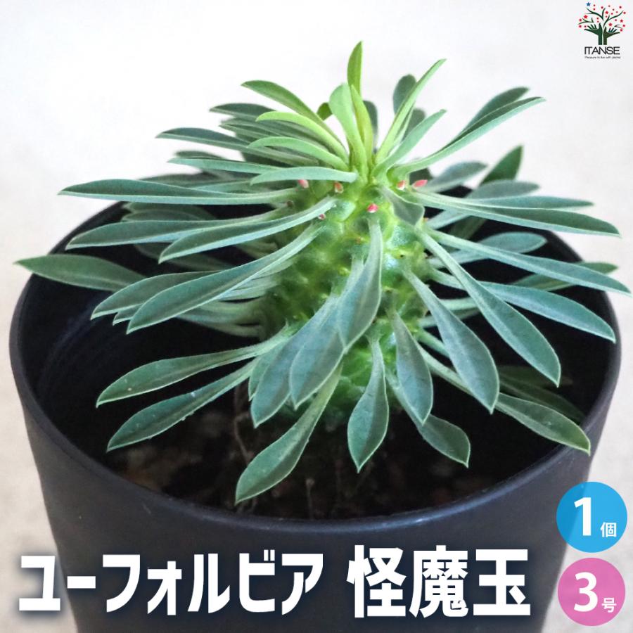 ITANSE ユーフォルビア 怪魔玉 多肉植物 3号鉢/1個売りインテリア
