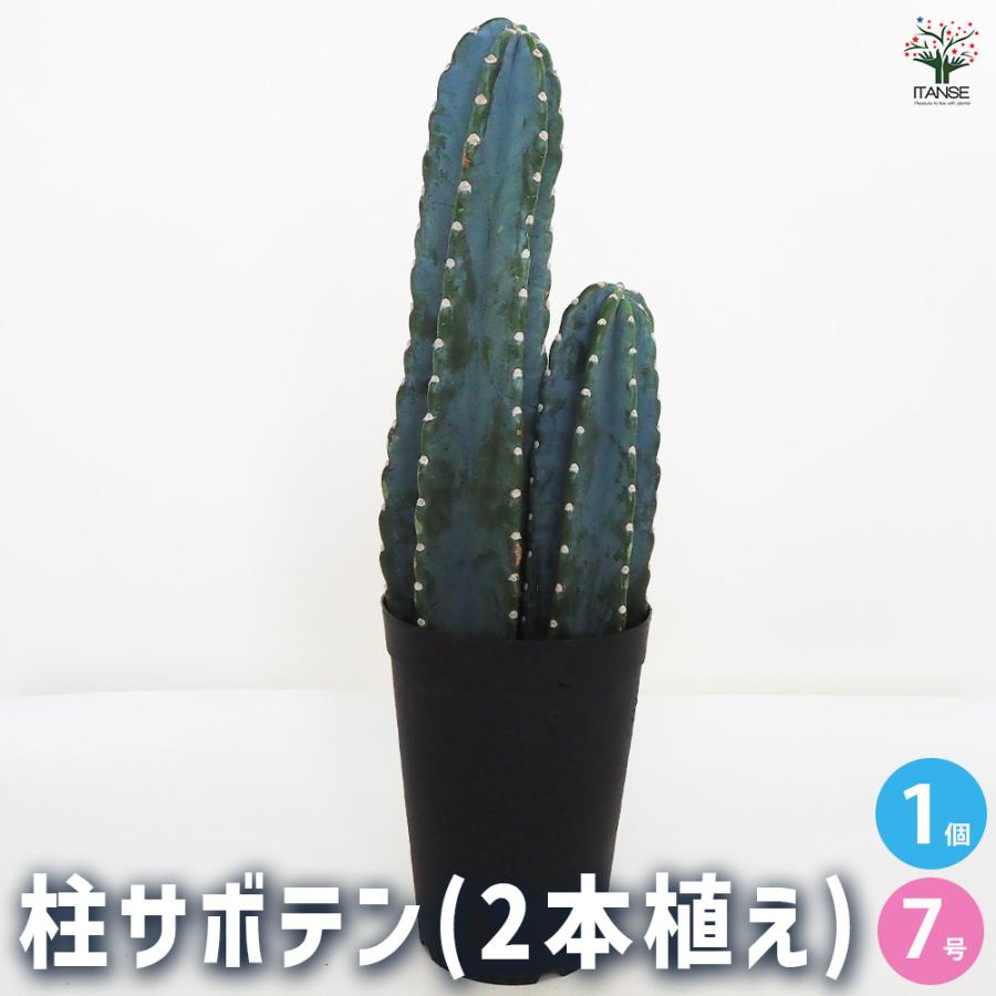 柱サボテン 2本植え 多肉植物 7号鉢/1個売り 観葉植物 鬼面角 鬼面閣