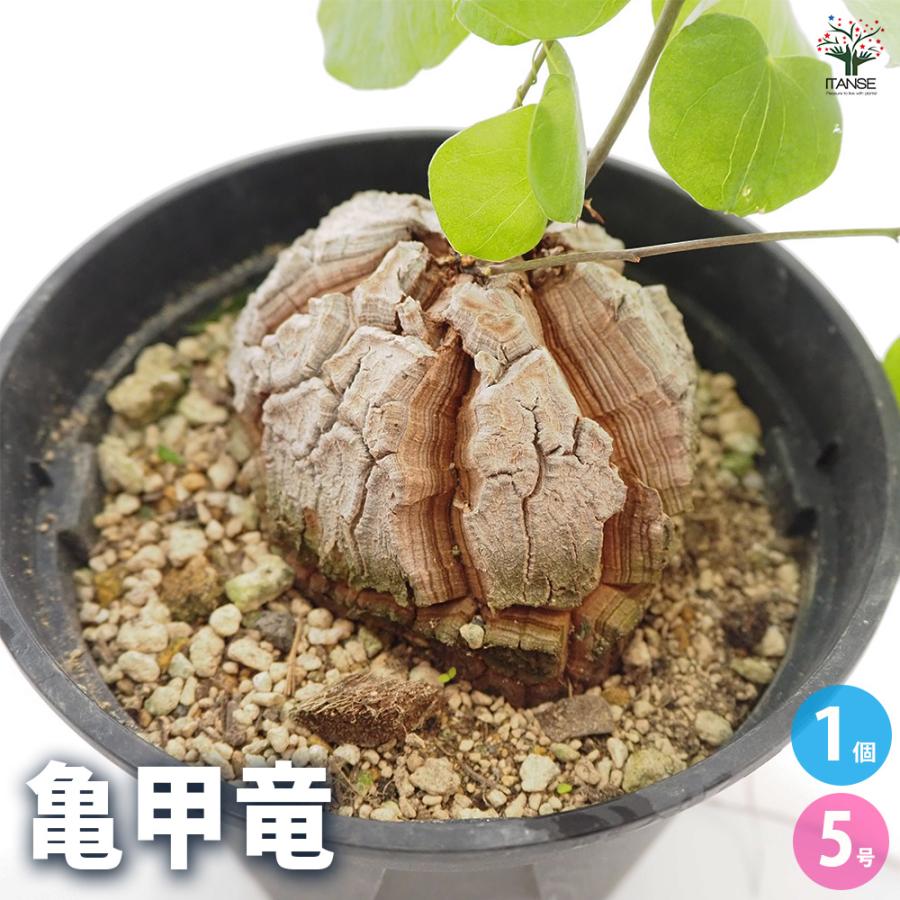 亀甲竜(きっこうりゅう) 多肉植物 5号/1個売り ディオスコレア