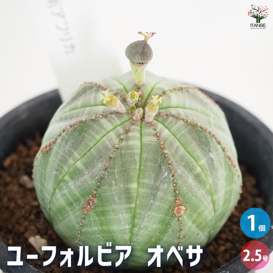 ユーフォルビア オベサ 多肉植物 2.5号/1個売り 花苗 お花 宿根草