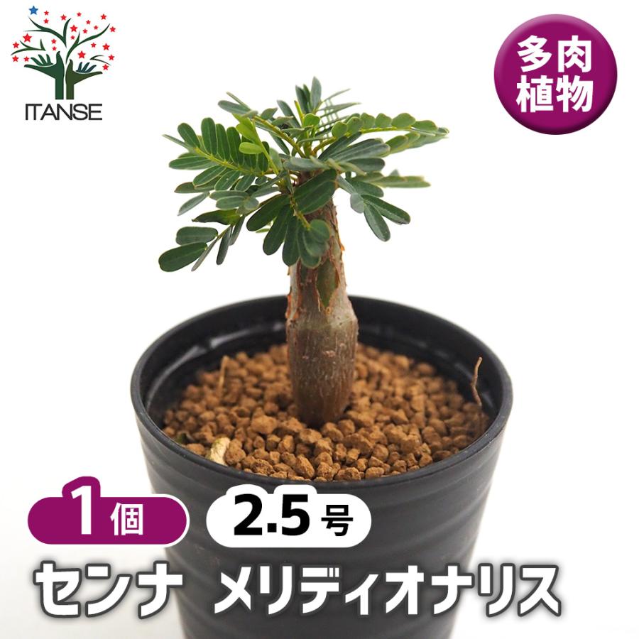 センナ メリディオナリス 多肉植物 2.5号/1個売り コーデックス 塊根