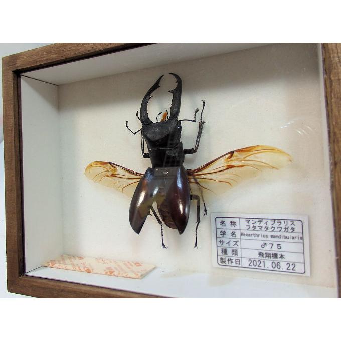 マンディブラリスフタマタ♂75（飛翔標本） : オオクワ京都昆虫館