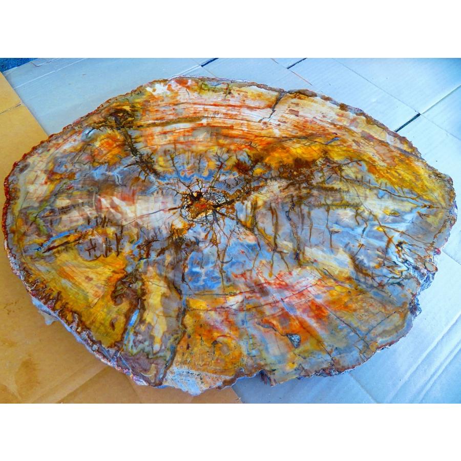 両面研磨☆絶品☆北米アリゾナ産☆化石 珪化木 10000分の1の 三畳紀