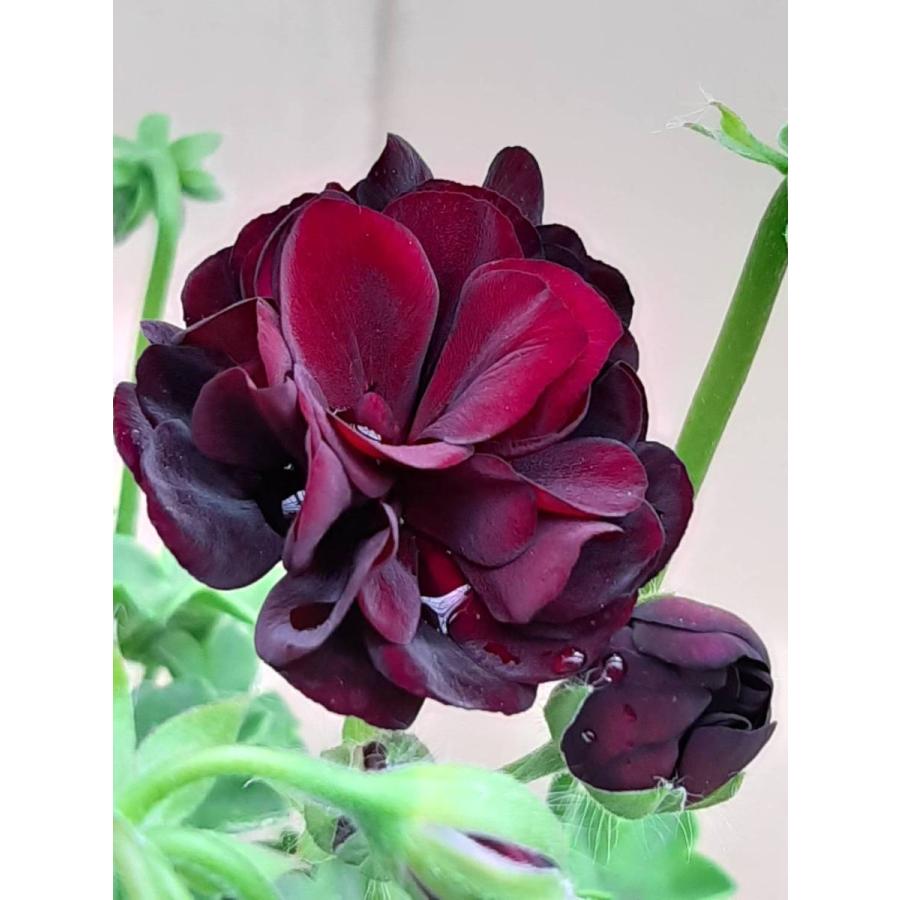 アイビーゼラニウム 'トミー' （ハーブ苗）シビルシリーズ 11cm