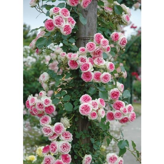 つるミミエデン(バラ苗:つるバラ) 大苗 《契約品種》 : 大神ファーム