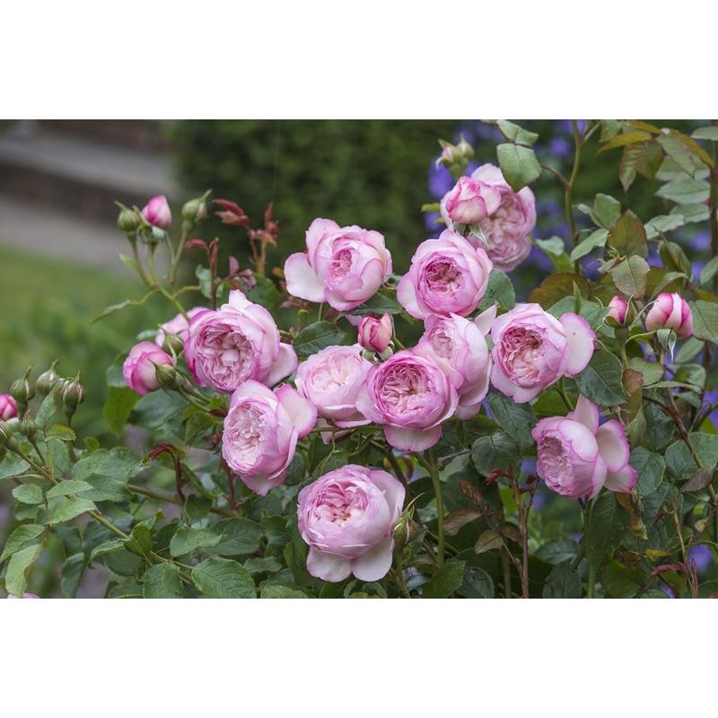 ザ・ミル・オン・ザ・フロス（Austulliver）（バラ苗：イングリッシュ