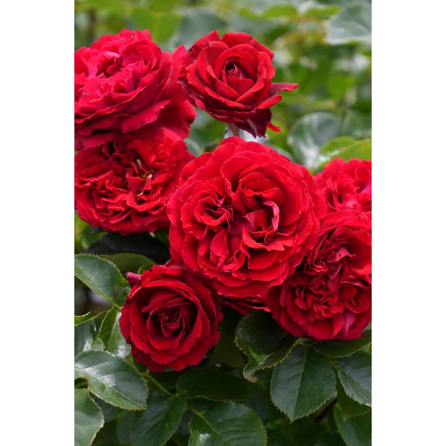 プランタジネット（バラ苗：ロサ・オリエンティス・プログレッシオ