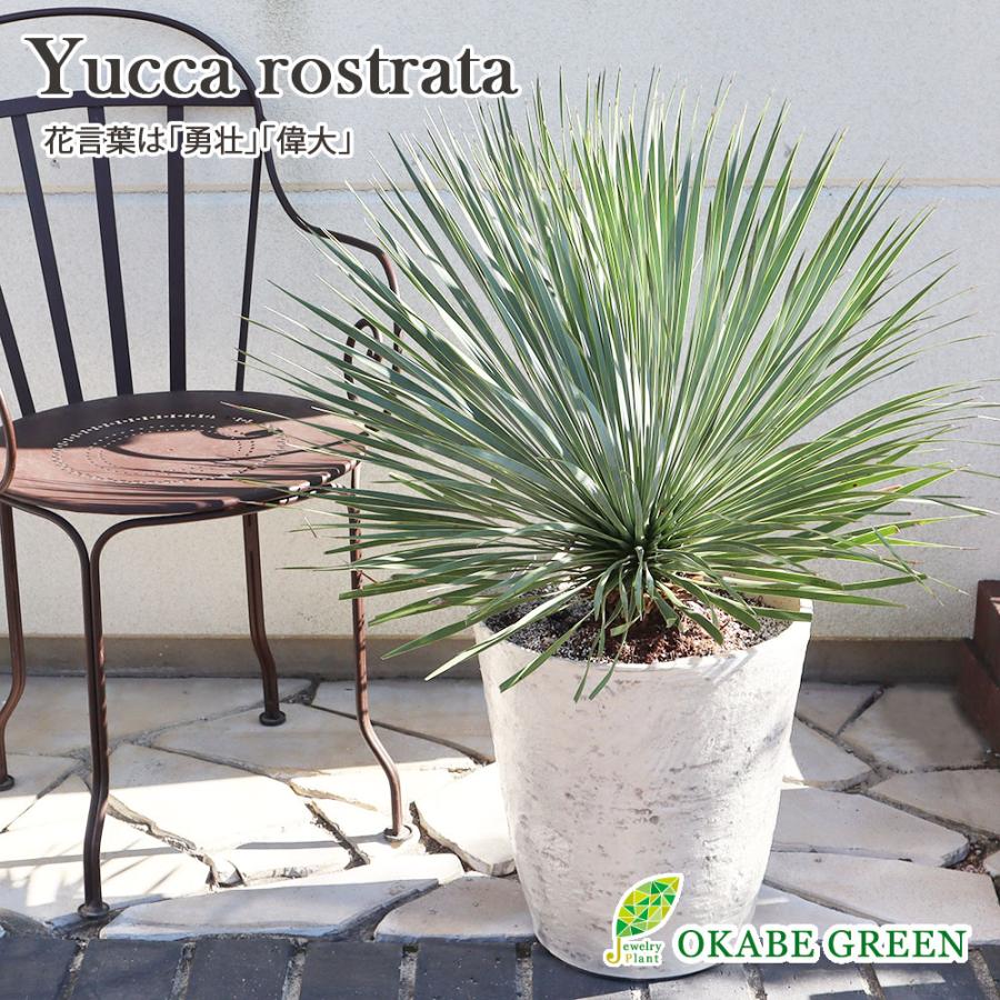 観葉植物 おしゃれ 大型 本物 屋外 ユッカ ロストラータ 11号 現品