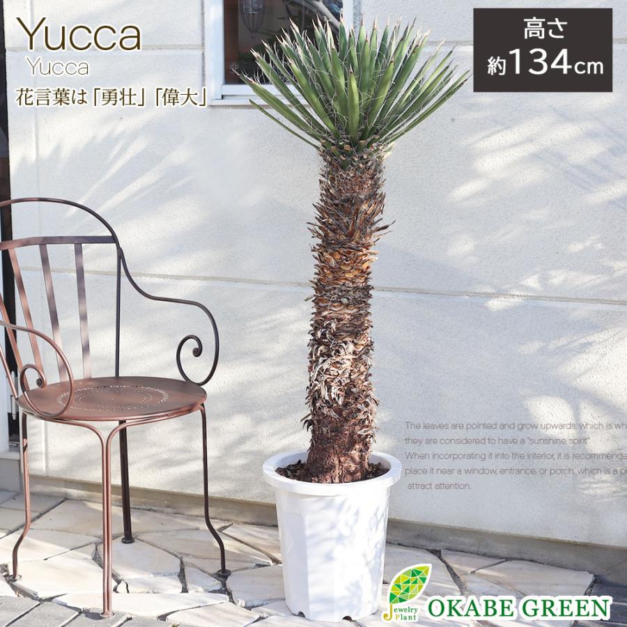 観葉植物 おしゃれ 大型 本物 屋外 ユッカ フィリフェラ 10号 現品
