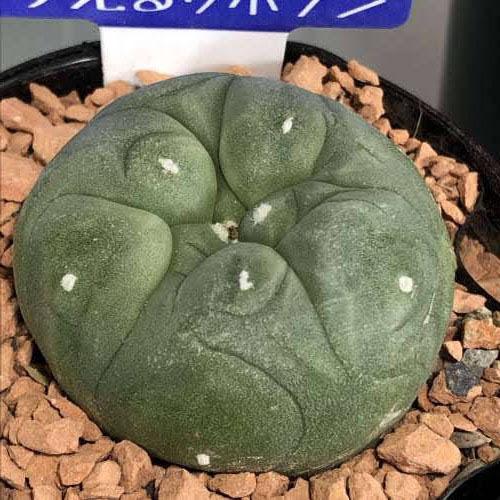 ロフォフォラ(ロホホラ) 烏羽玉 2.5号サボテン 多肉植物 インテリア