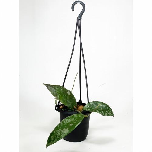 ホヤ(サクララン) カウダータ 3号(個体おまかせ) カウダタ 観葉植物