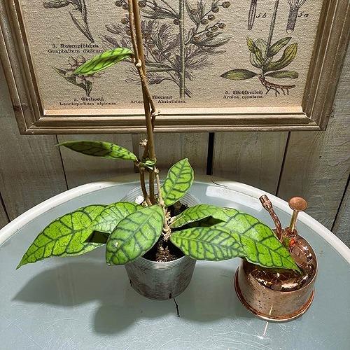 個体おまかせ価格】ホヤ(サクララン) カリストフィラ 3号ロングポット