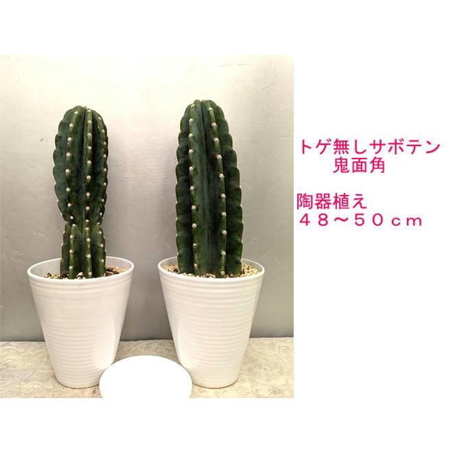 トゲ無し柱サボテン・鬼面角白陶器鉢1本植え・受け皿付・現品売り : お