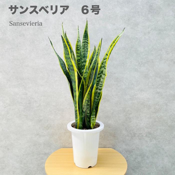 観葉植物 サンスベリア 6号鉢苗 大きい種類 おしゃれな室内インテ リア