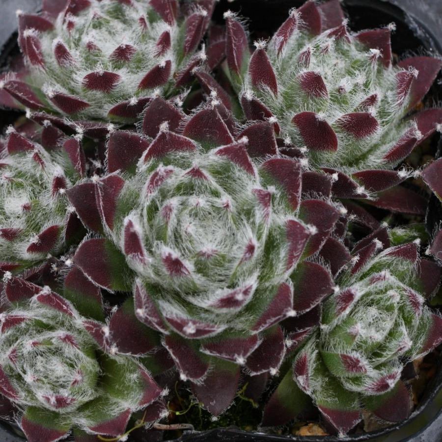 センペルビブム 'シルバージュビリー' : にじはなPlants - 通販