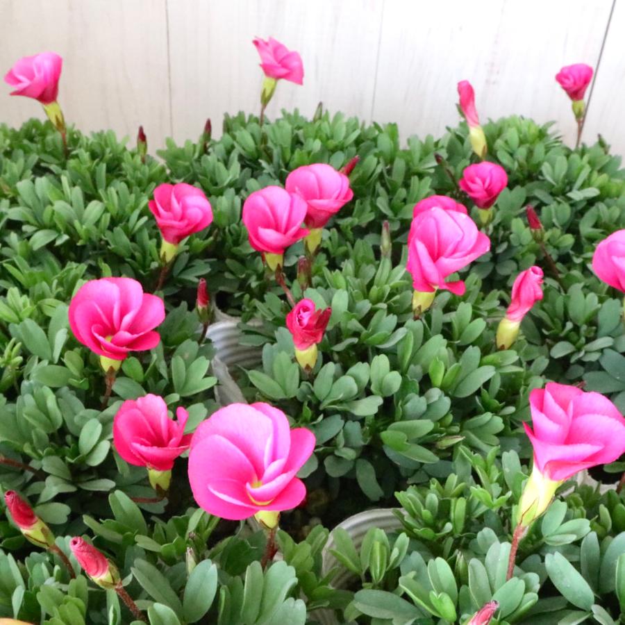 2ポットセット オキザリス 桃の輝き グランドカバー 球根