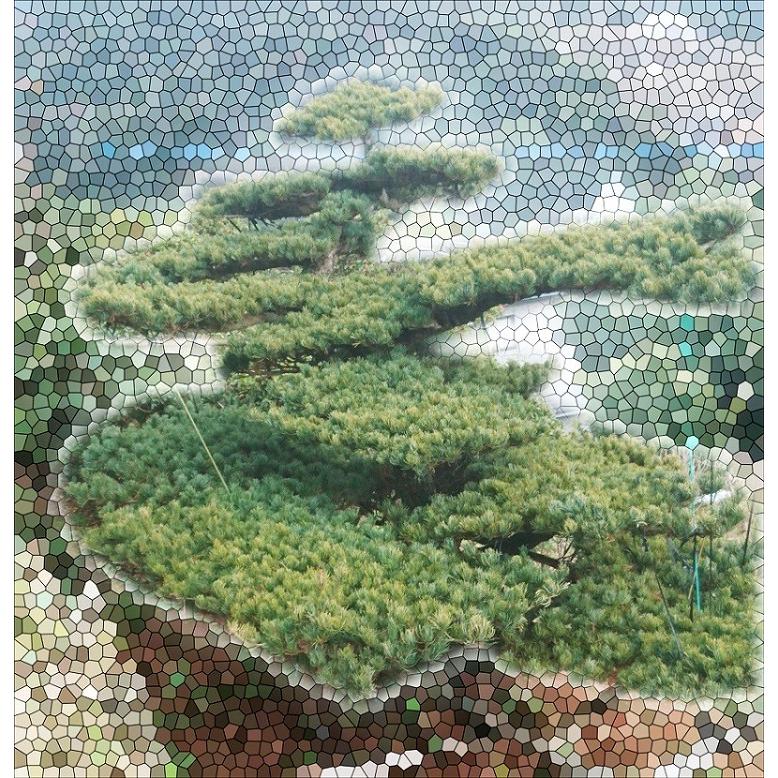 当園引き渡し 松の木 五葉松 常緑針葉樹 樹齢50年以上 : 外海商店