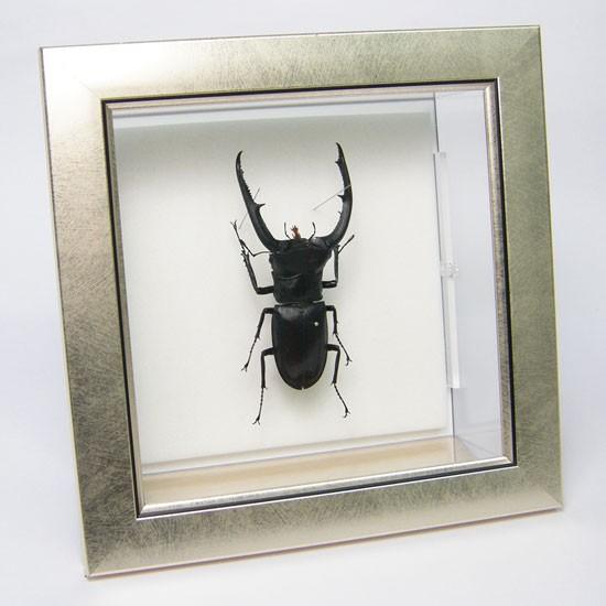 昆虫標本 マンディブラリスフタマタクワガタ メタリック調ライト